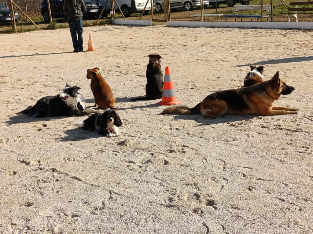 Cours d’éducation canine - Agrandir l'image, fenêtre modale